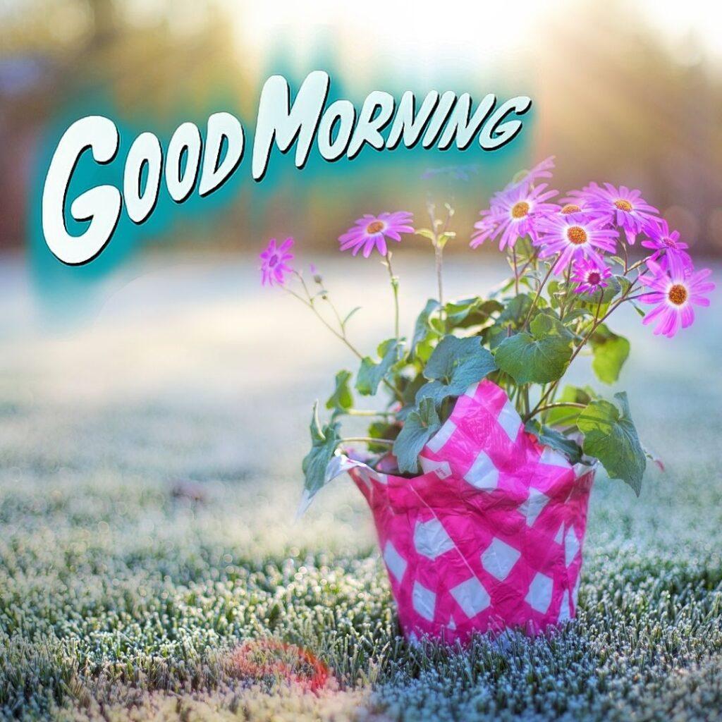 
good morning flower images